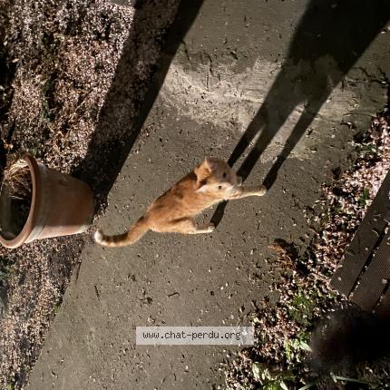 Photo 1/1 Found cat Found in Bobigny