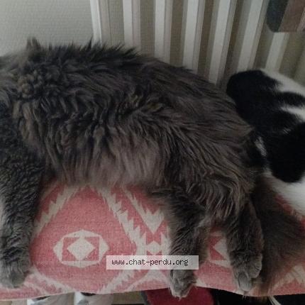 Photo 1/1 Plume Chat lost in Le crouais