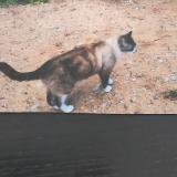 Picture of cat lost at Pegomas