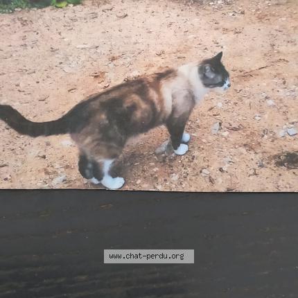 Photo 1/1 Tinou Chat lost in Pegomas