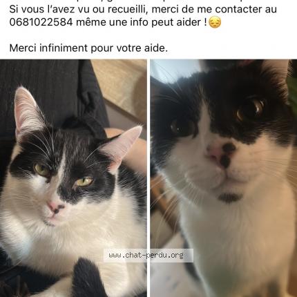 Photo 1/1 Crapule Chat lost in Saint gaudens