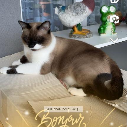 Photo 1/3 EVA Chat lost in Beziers