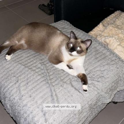 Photo 2/3 EVA Chat lost in Beziers