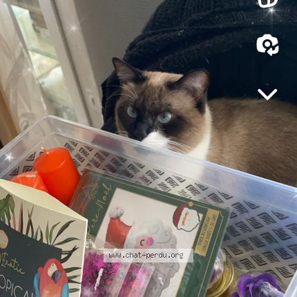 Photo 3/3 EVA Chat lost in Beziers