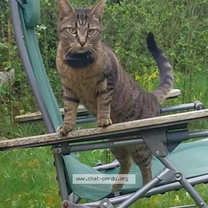 Photo 1/1 Cat reunited Lost in Lesigny