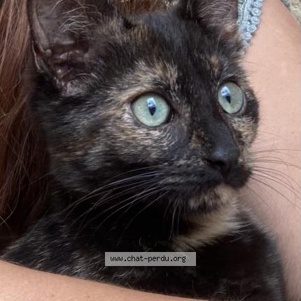 Photo 1/1 Sakura Chat lost in Plouasne