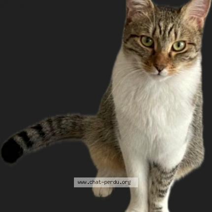 Photo 1/1 Nuts Chat lost in Villemoisson sur orge