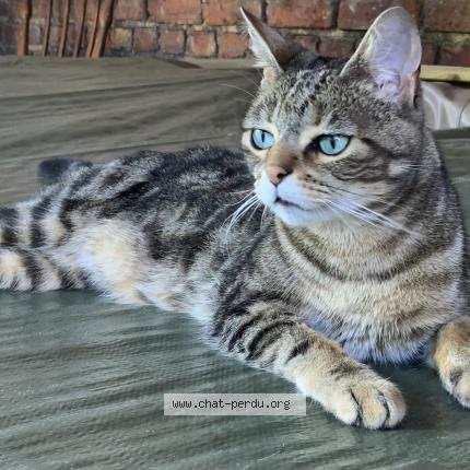 Foto van vermiste kat in Liege