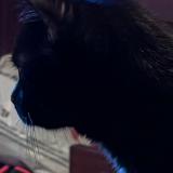 Picture of cat found at Houdain Lez Bavay