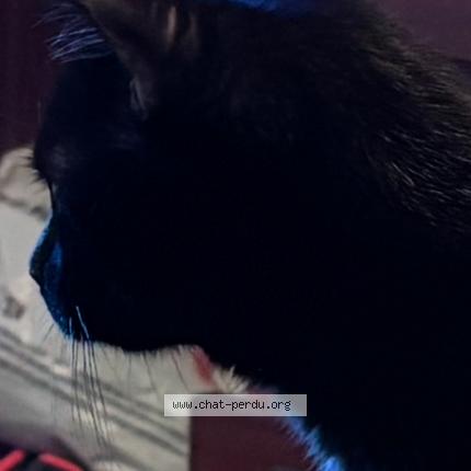 Photo 1/1 Found cat Found in Houdain lez bavay