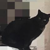 Picture of cat lost at Issoire