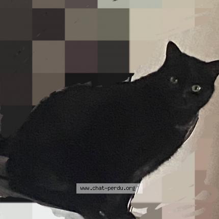 Photo 1/1 Petit Chat lost in Issoire