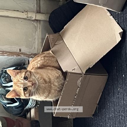 Photo 1/1 Guzzi Chat lost in Menessaire