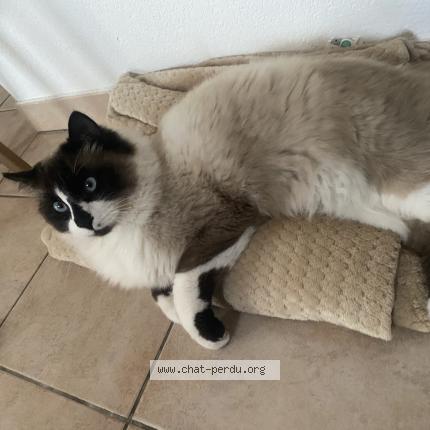 Photo 1/1 Miou Chat lost in Aimargues