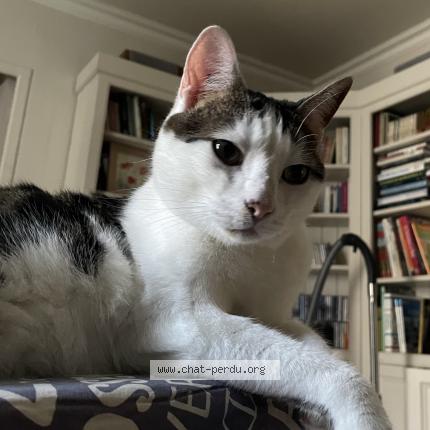 Photo 1/1 Sydney Chat lost in Mazeyrat d allier