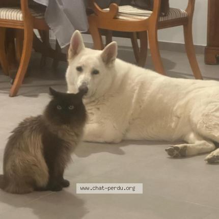 Photo 1/2 Fatima Gross Chat lost in Saint louis