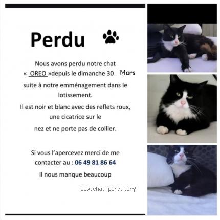 Photo 1/1 Oreo Chat lost in Auterive