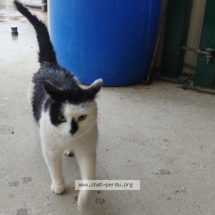 Photo 1/1 Cat reunited Found in Carnac kermario