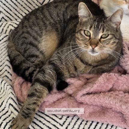 Photo 1/1 Simba Chat lost in Ouveillan