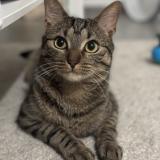 Picture of cat lost at Clichy