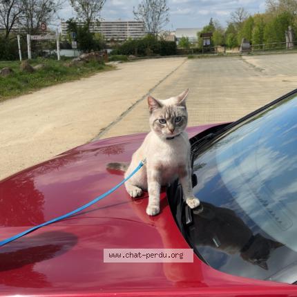 Photo 1/1 Alaska Chat lost in Morsang sur orge