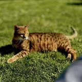 Picture of cat lost at Marines