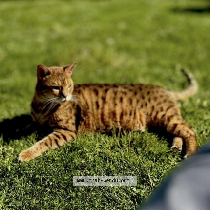 Photo 1/1 Jaya Chat lost in Marines