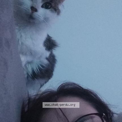 Photo 1/1 Po Chat lost in Hirson