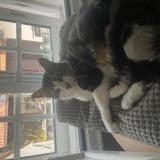 Picture of cat lost at Bordeaux