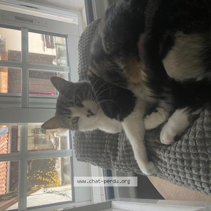 Photo 1/1 Napoleon Chat lost in Bordeaux