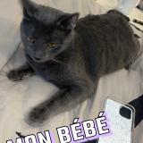 Picture of cat lost at Bayeux