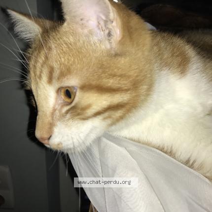 Photo 1/1 Nalou Chat lost in Beersel