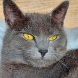 Picture of cat lost at Argeles Sur Mer