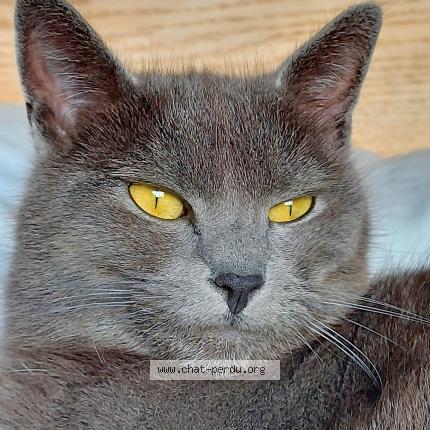 Photo 1/1 Coco Chat lost in Argeles sur mer