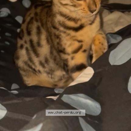 Photo 1/1 vida appelé « vivi » Chat lost in Basse goulaine