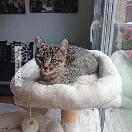 Photo 1/1 LYLOW Chat lost in Entre lille fives hellemmes