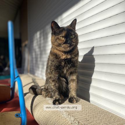 Photo 1/1 moumouss Chat lost in Verrieres le buisson