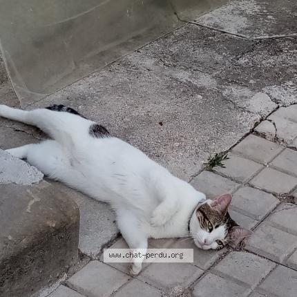Photo 1/1 Hera Chat lost in Melz sur seine