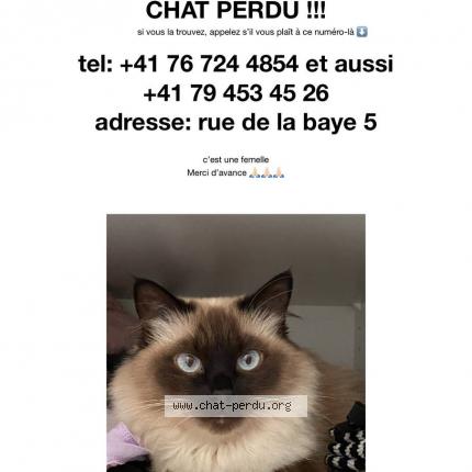 Photo 1/1 Elya Chat lost in Montreux