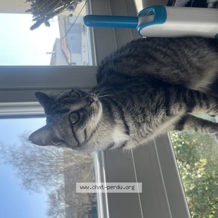 Photo 1/1 Pepsy Chat lost in Saint aignan de grand lieu