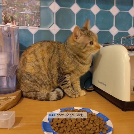 Photo 1/1 Found cat Found in Marseille