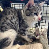 Picture of cat found at Annoeullin