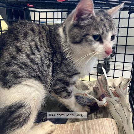 Photo 1/1 Found cat Found in Annoeullin