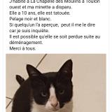 Picture of cat lost at Toulon