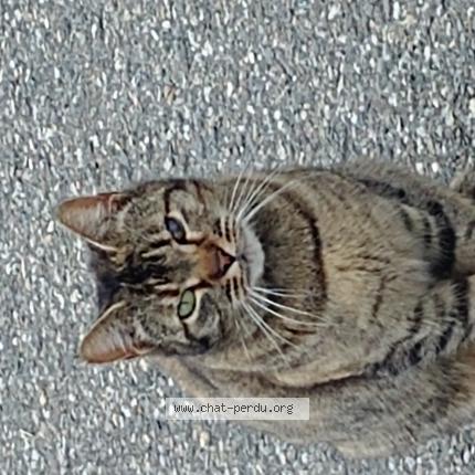Photo 1/1 Found cat Found in Colomiers