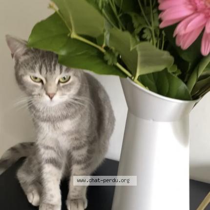 Photo 1/1 Miyomi Chat lost in Strasbourg