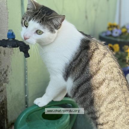 Photo 1/1 Biboo Chat lost in Anderlecht