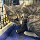 Picture of cat found at Annoeullin