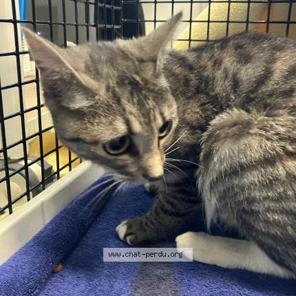 Photo 1/1 Found cat Found in Annoeullin