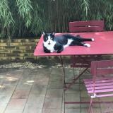 Picture of cat lost at Le Pre Saint Gervais